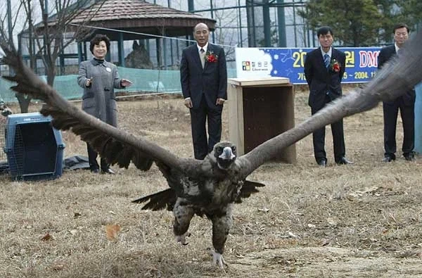 보통은 체감 못하는 독수리 크기_2.webp