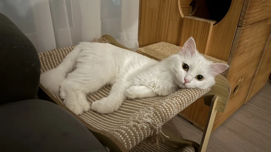우리집 고양이 보고 갈래?_1.webp
