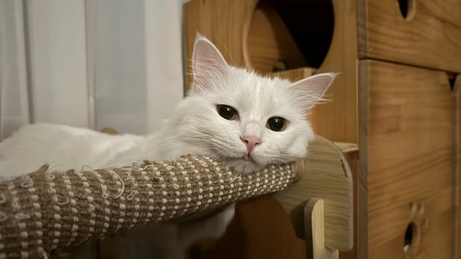 우리집 고양이 보고 갈래?_2.webp