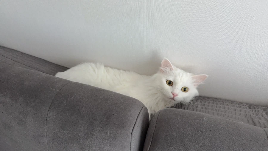 우리집 고양이 보고 갈래?_3.webp