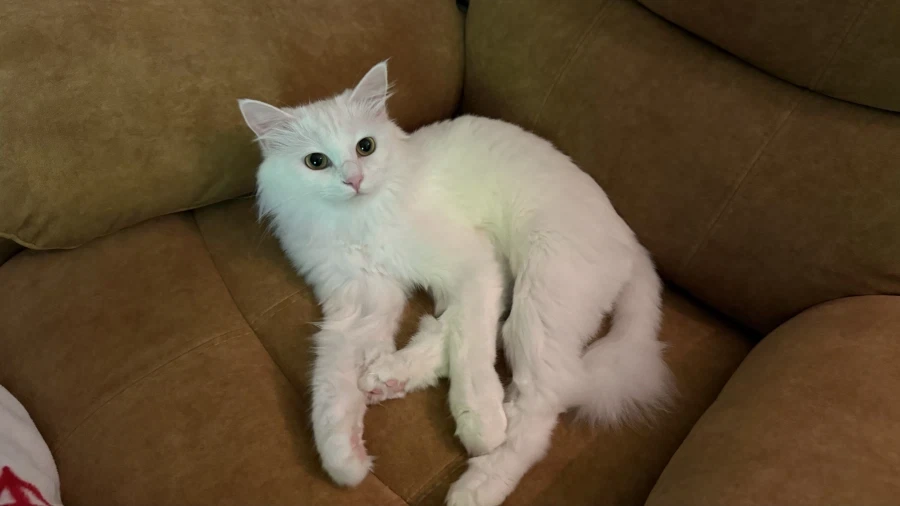 우리집 고양이 보고 갈래?_6.webp