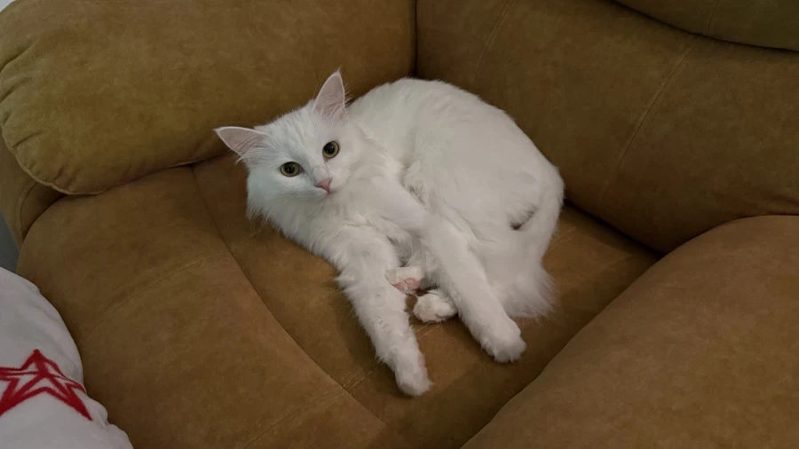 우리집 고양이 보고 갈래?_7.webp
