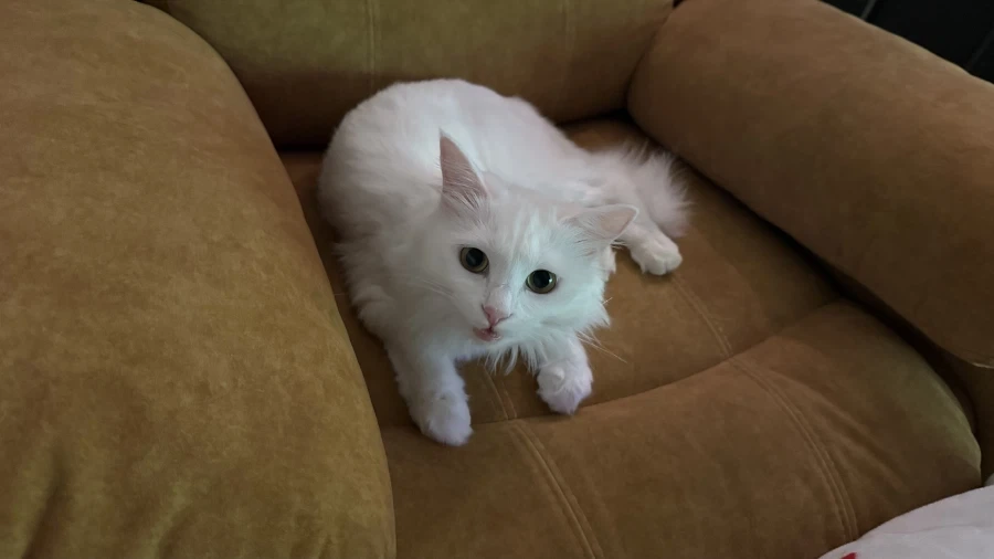 우리집 고양이 보고 갈래?_8.webp