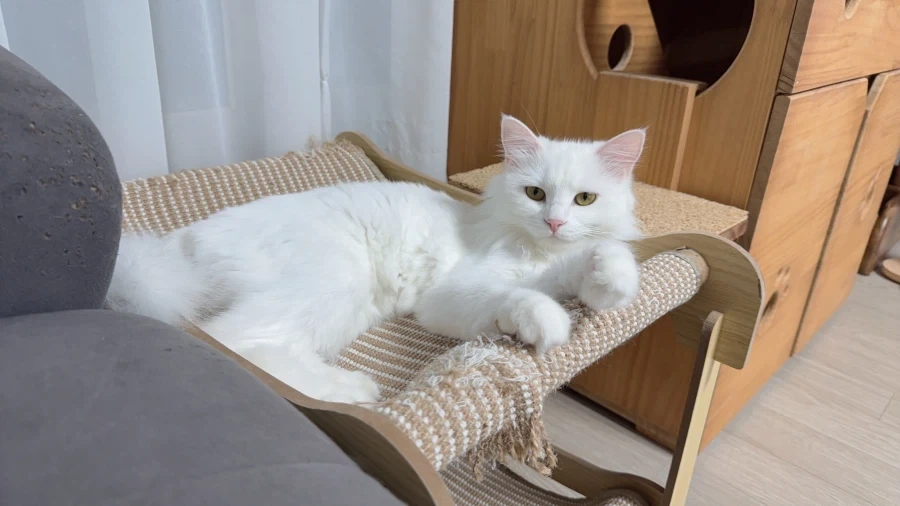 우리집 고양이 보고 갈래?_9.webp