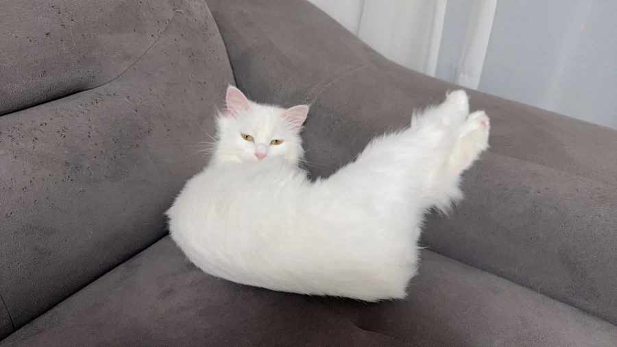 우리집 고양이 보고 갈래?_10.webp