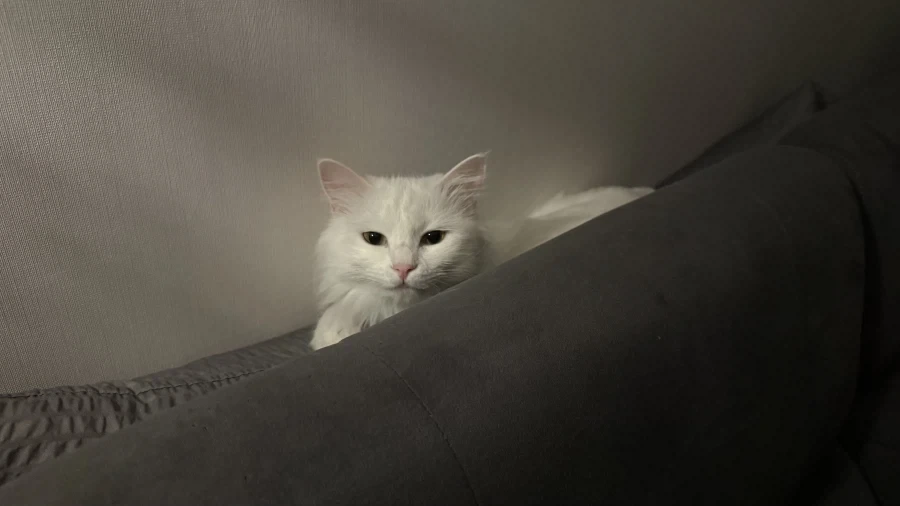 우리집 고양이 보고 갈래?_11.webp