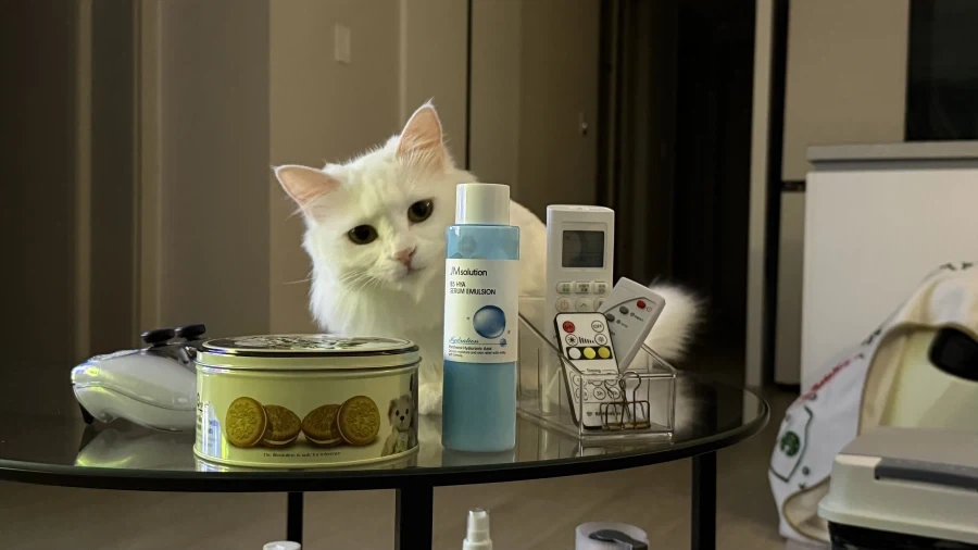 우리집 고양이 보고 갈래?_12.webp