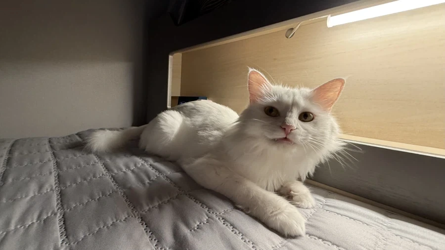 우리집 고양이 보고 갈래?_14.webp