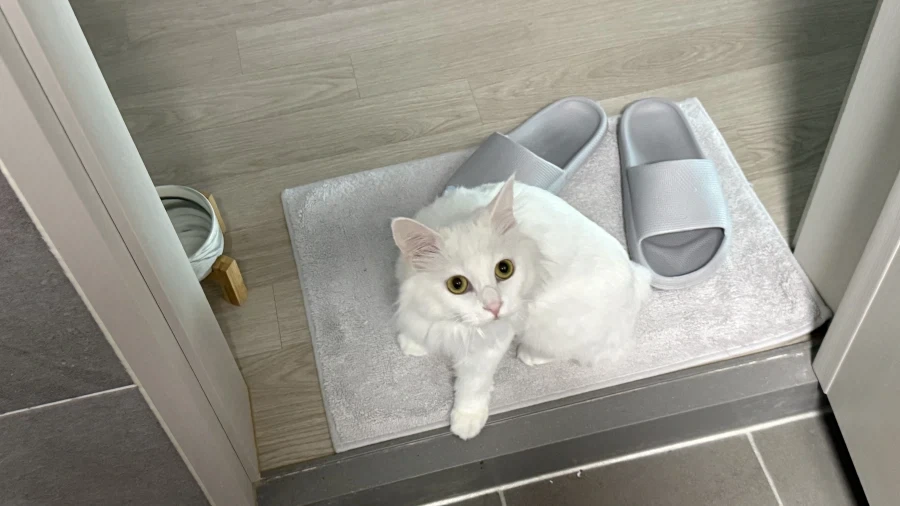 우리집 고양이 보고 갈래?_15.webp