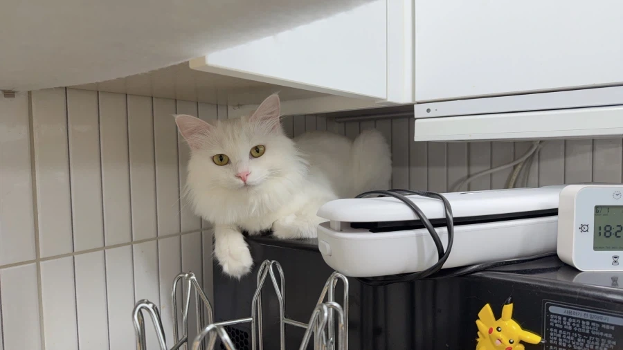 우리집 고양이 보고 갈래?_16.webp