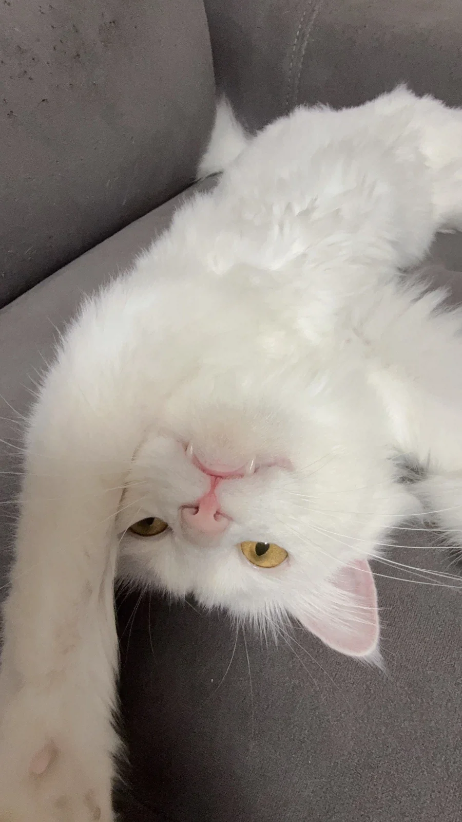 우리집 고양이 보고 갈래?_17.webp