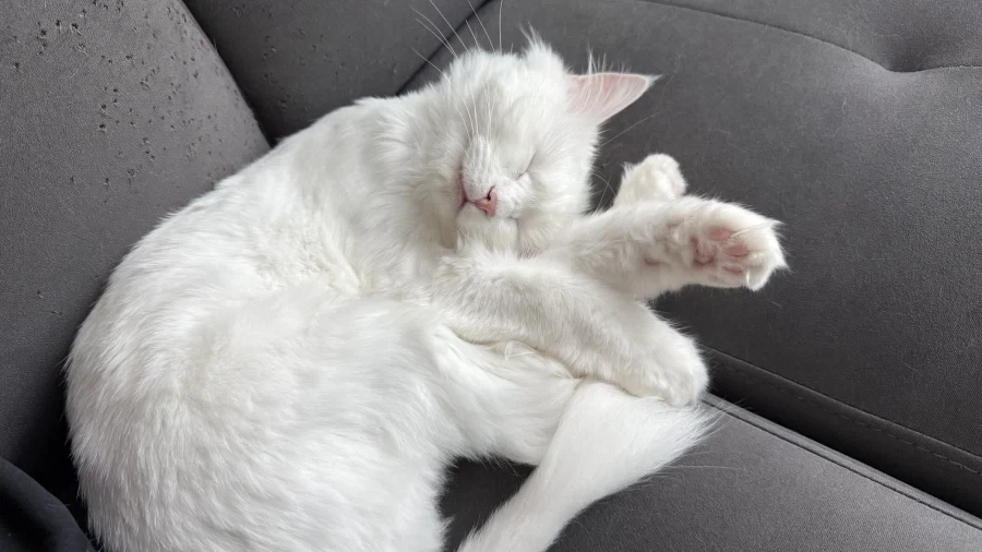 우리집 고양이 보고 갈래?_18.webp