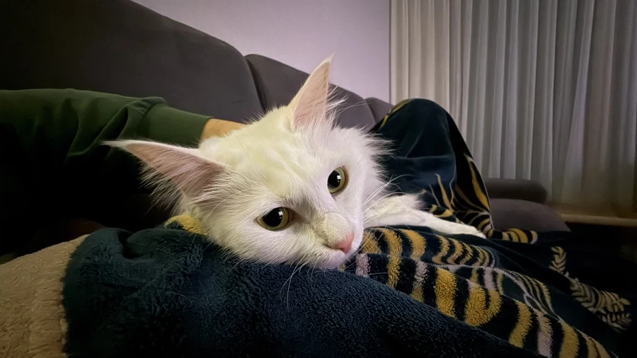 우리집 고양이 보고 갈래?_20.webp