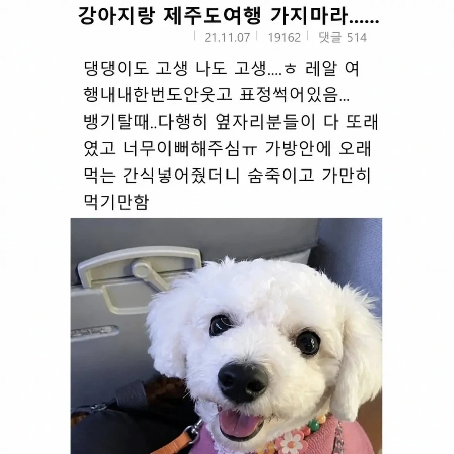 강아지랑 여행가지마.jpg_1.webp