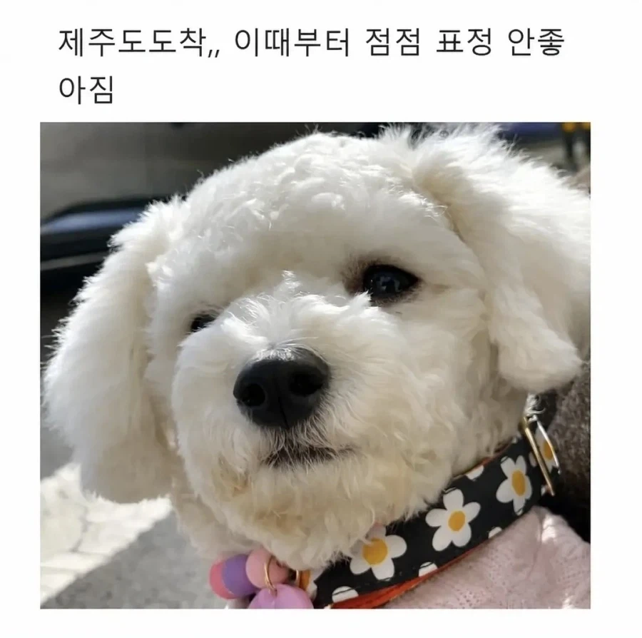 강아지랑 여행가지마.jpg_2.webp