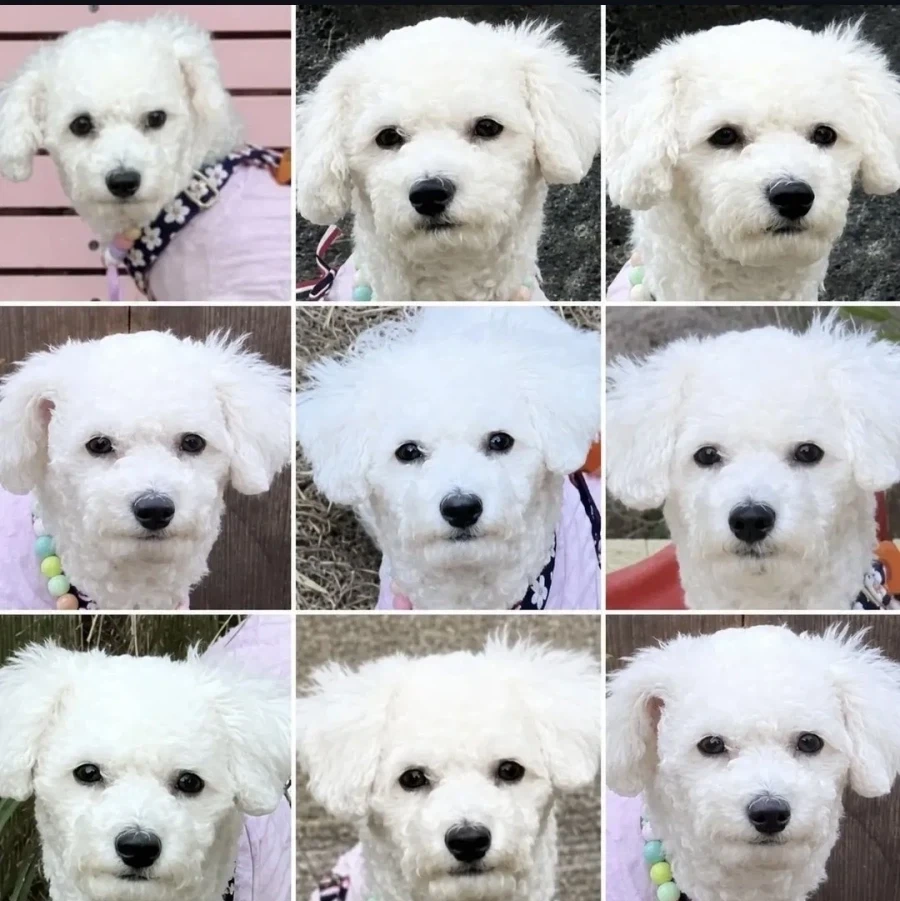 강아지랑 여행가지마.jpg_3.webp