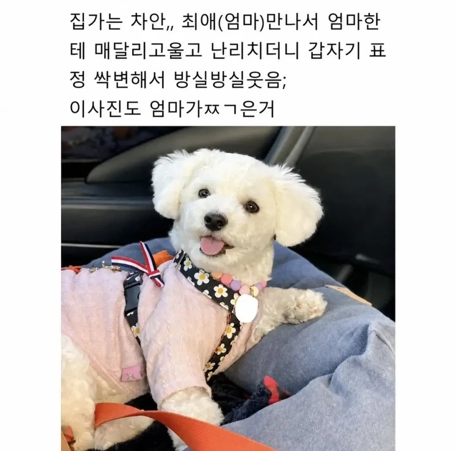 강아지랑 여행가지마.jpg_4.webp