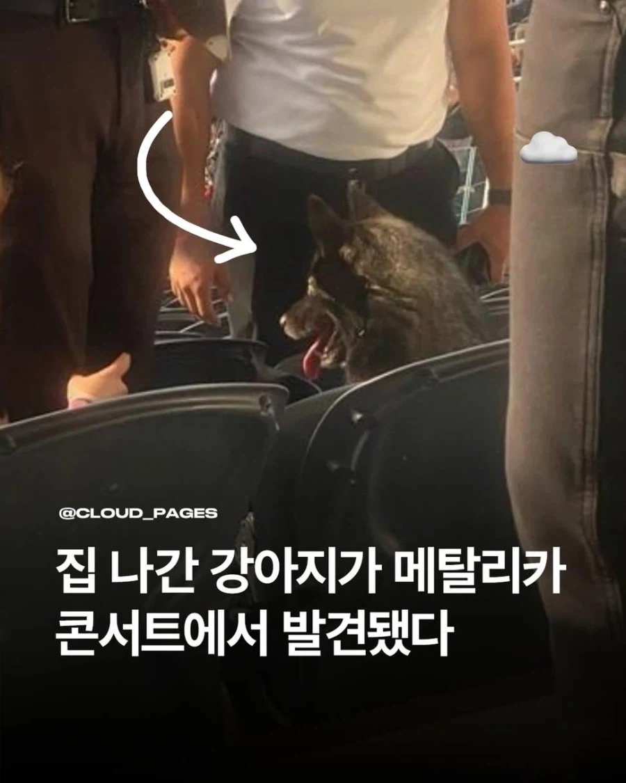 집 나간 강아지 메탈리카 콘서트에서 발견_2.webp