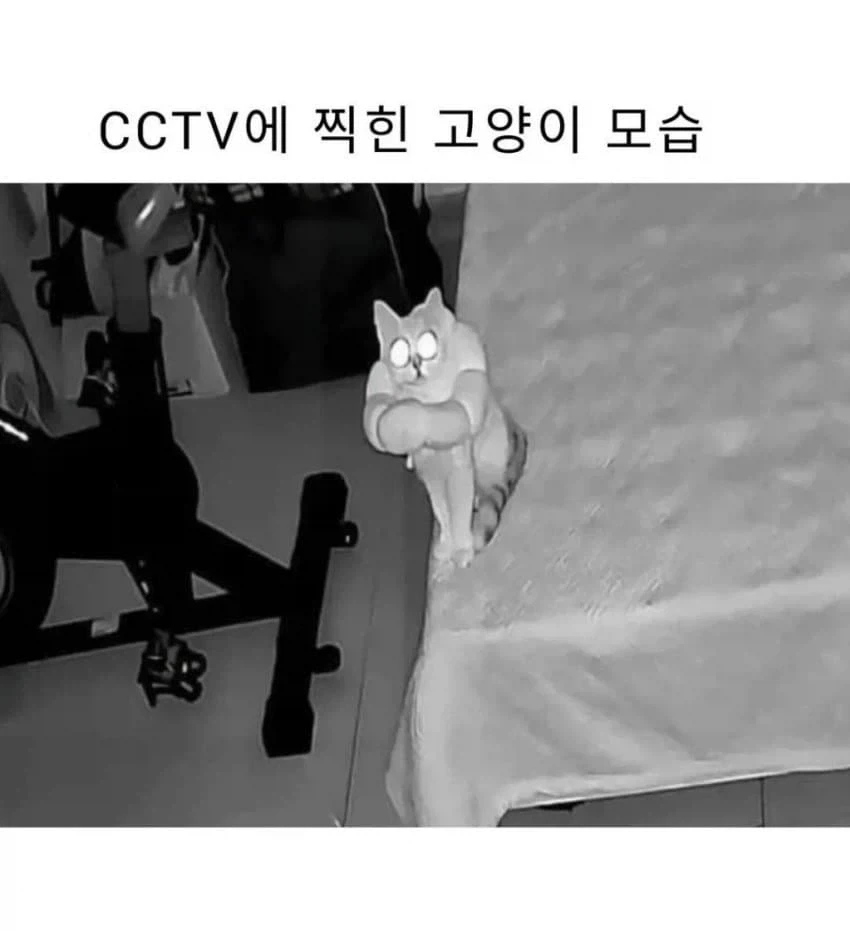 팔짱끼고 cctv 속 사람을 보는 고양이_1.webp