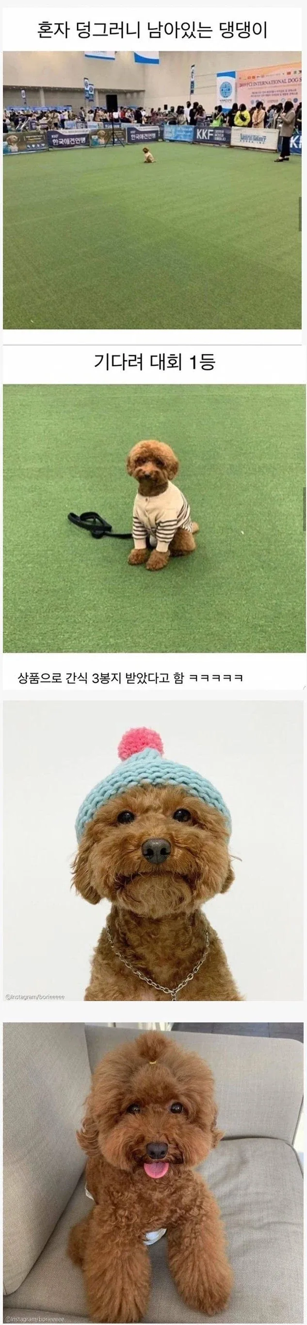 기다려대회 1등한 강아지_1.webp