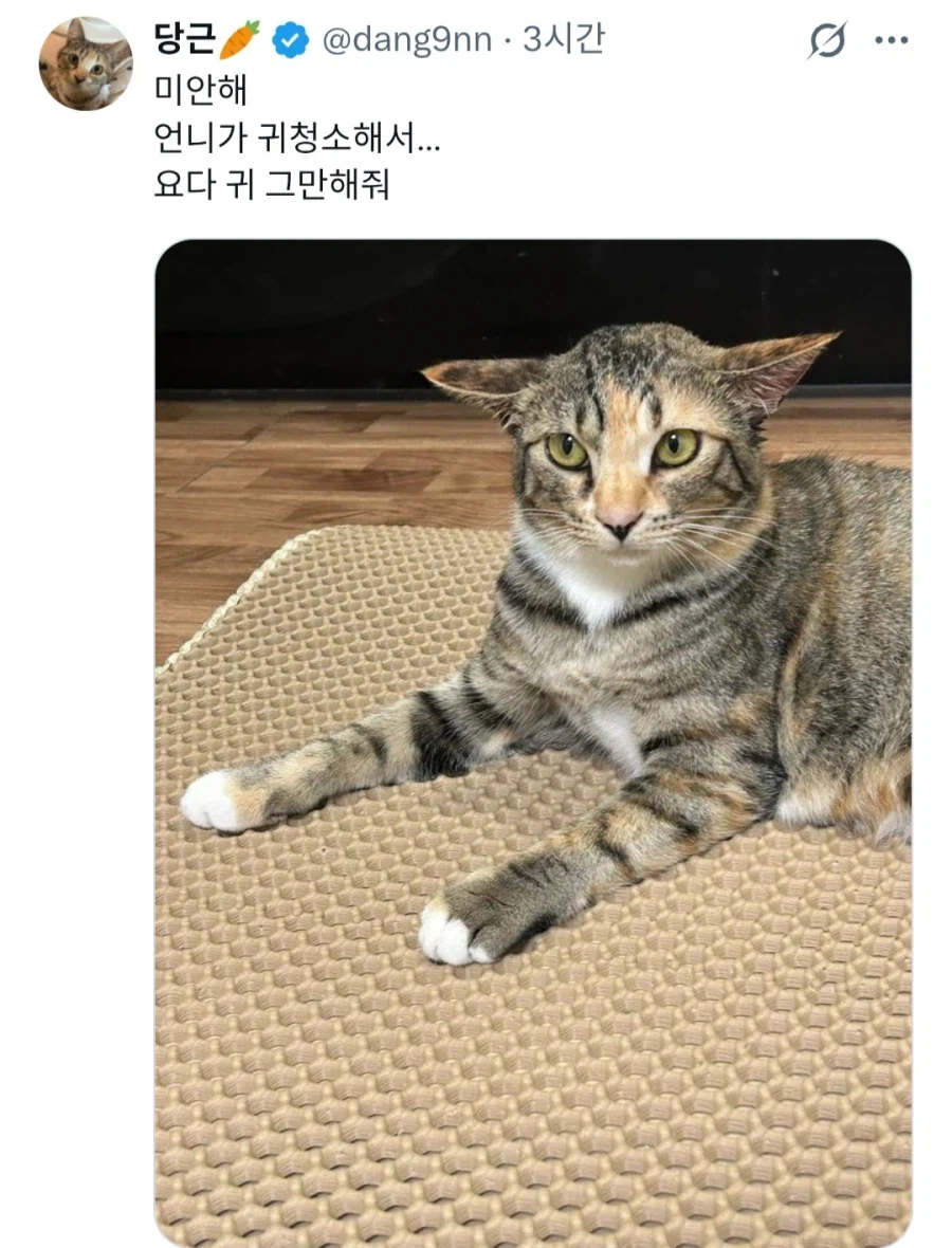 귀청소받은고양2_2.webp