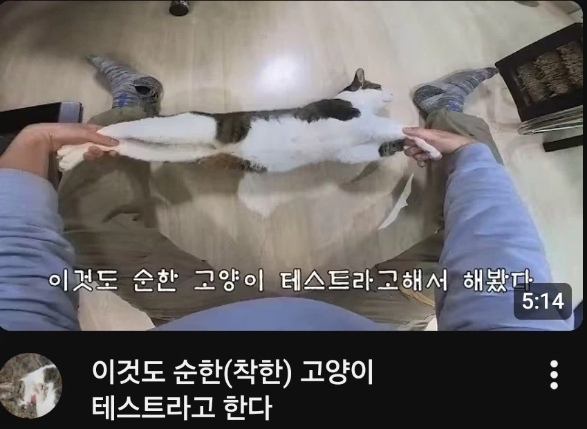 고양이 찢는 유튜브 동영상_1.webp