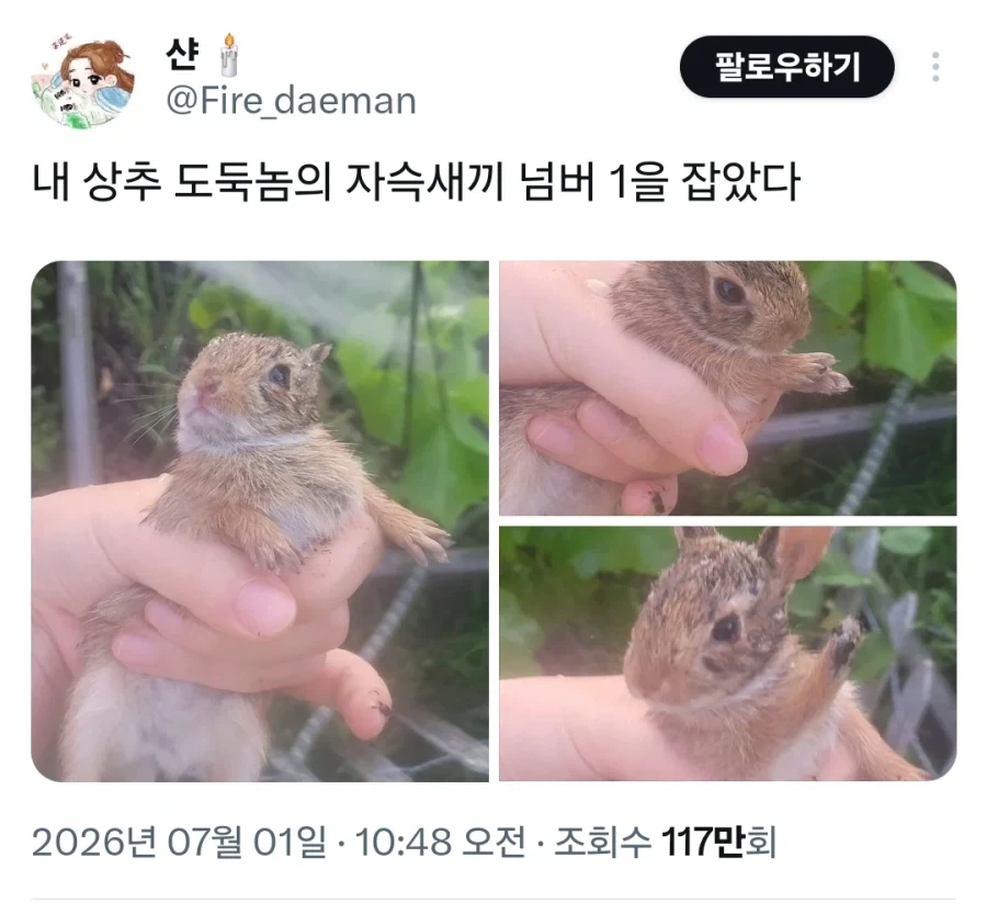 시골의 상추 도둑패거리 하나를 잡은 사진_1.webp