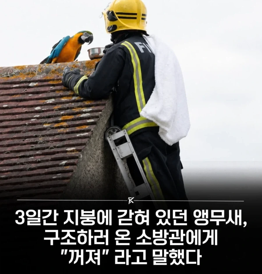 앵무새를 구조 했더니 하는 말_1.webp