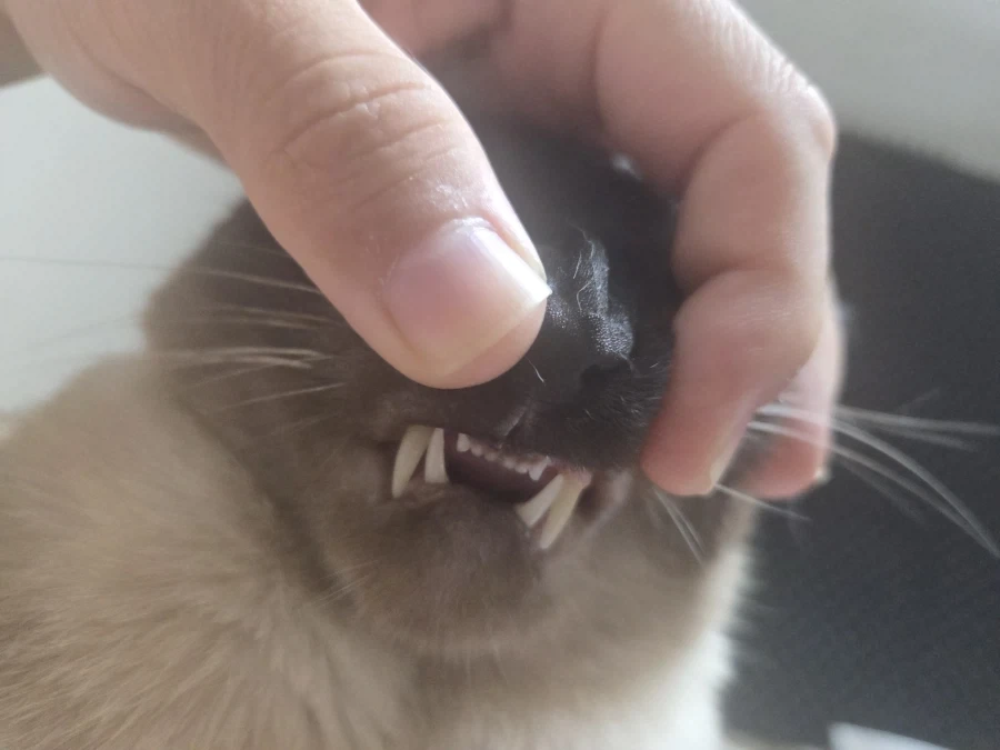 니들 고양이 이빨이 사실 귀엽게 생겼단 것 알고 있었음?_2.webp