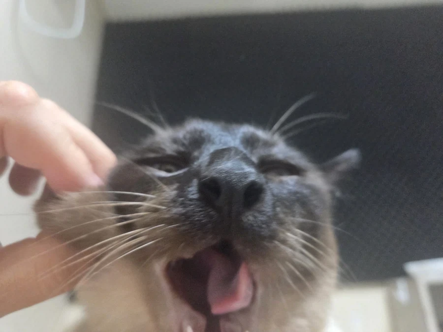 니들 고양이 이빨이 사실 귀엽게 생겼단 것 알고 있었음?_3.webp