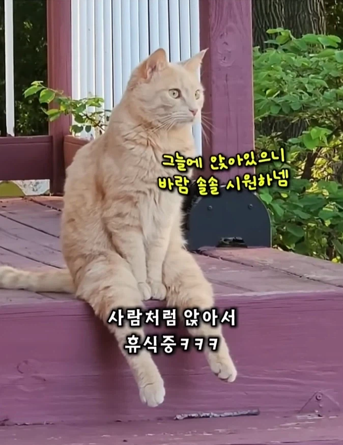 고양이가 사람 구경 3년이면_1.webp