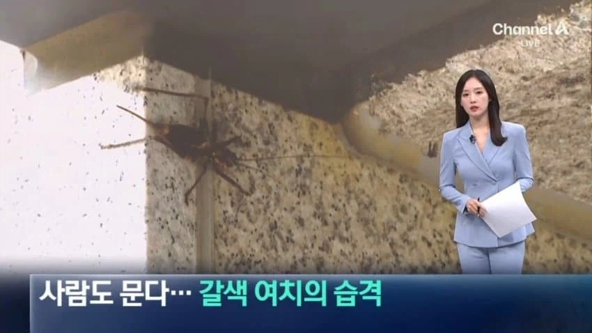 사람도 문다... 갈색 여치의 습격_1.webp