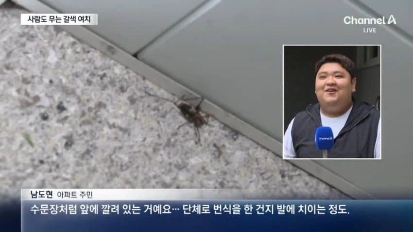 사람도 문다... 갈색 여치의 습격_4.webp
