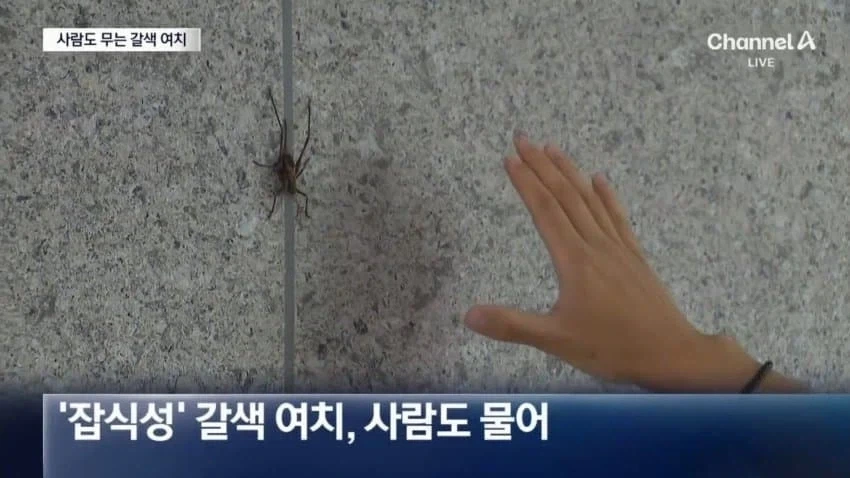 사람도 문다... 갈색 여치의 습격_9.webp