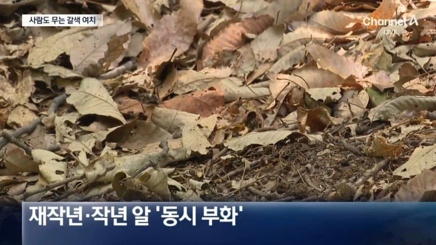 사람도 문다... 갈색 여치의 습격_10.webp