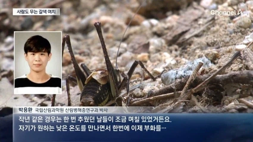 사람도 문다... 갈색 여치의 습격_11.webp