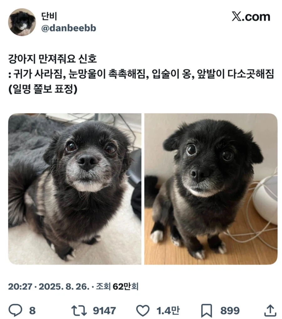 강아지가 만져달라는 표정.jpg_1.webp