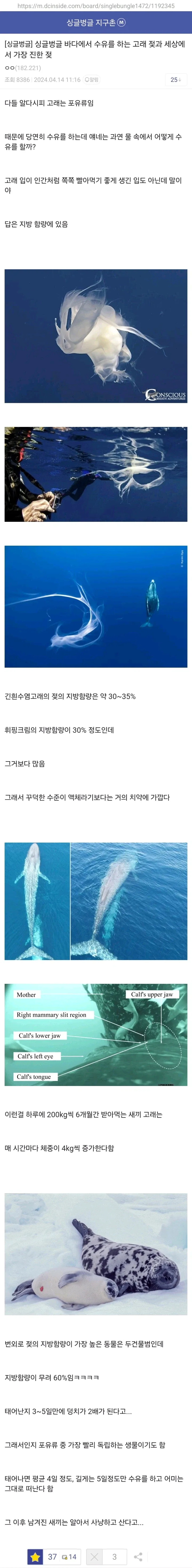 바다에서 수유를 하는 고래 젖과 세상에서 가장 진한 젖_1.webp