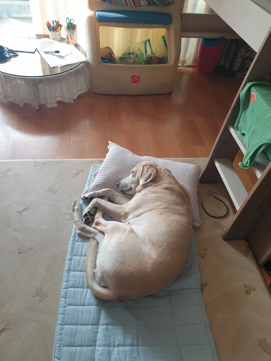 개._1.webp