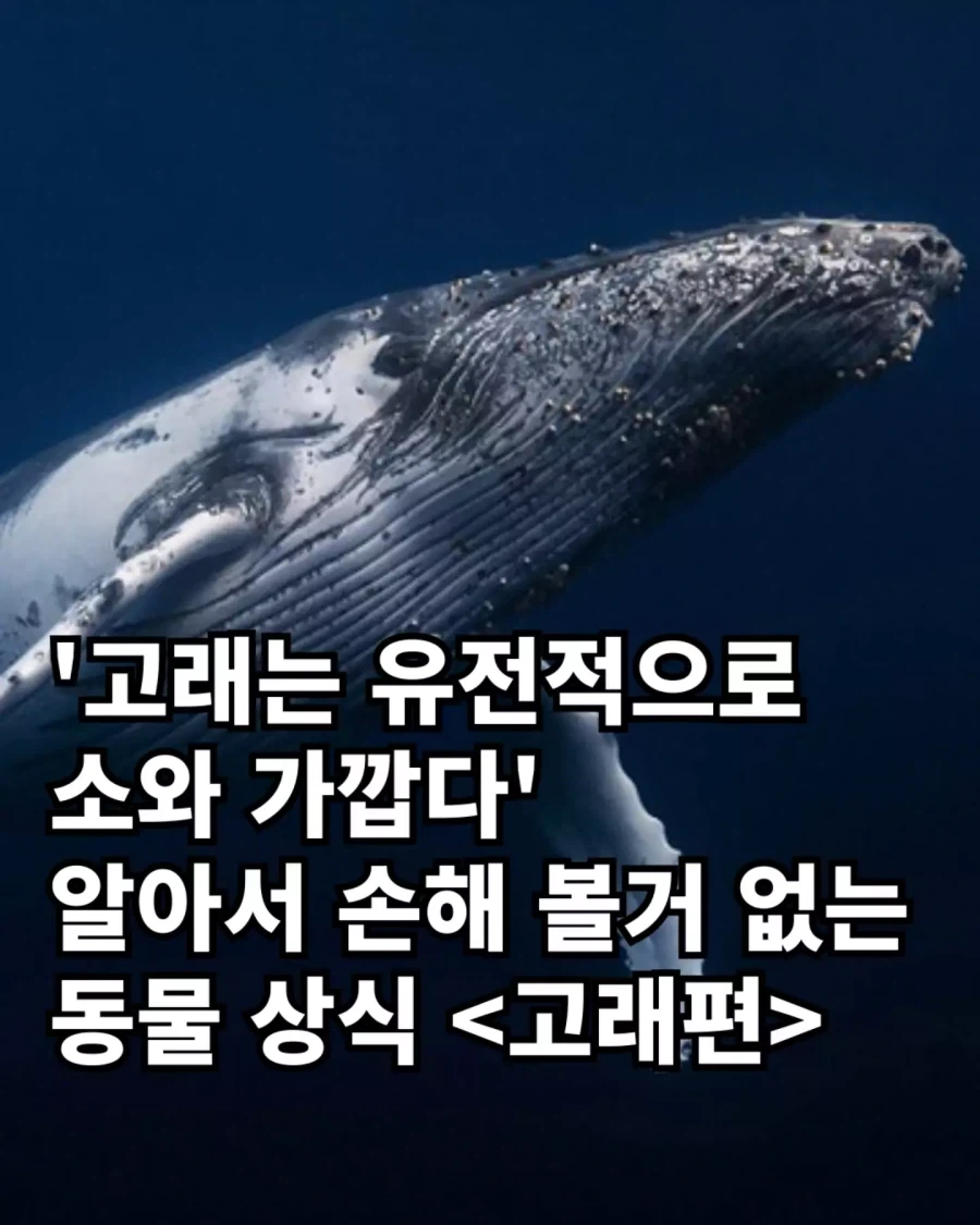 고래와 관련된 지식..._1.webp