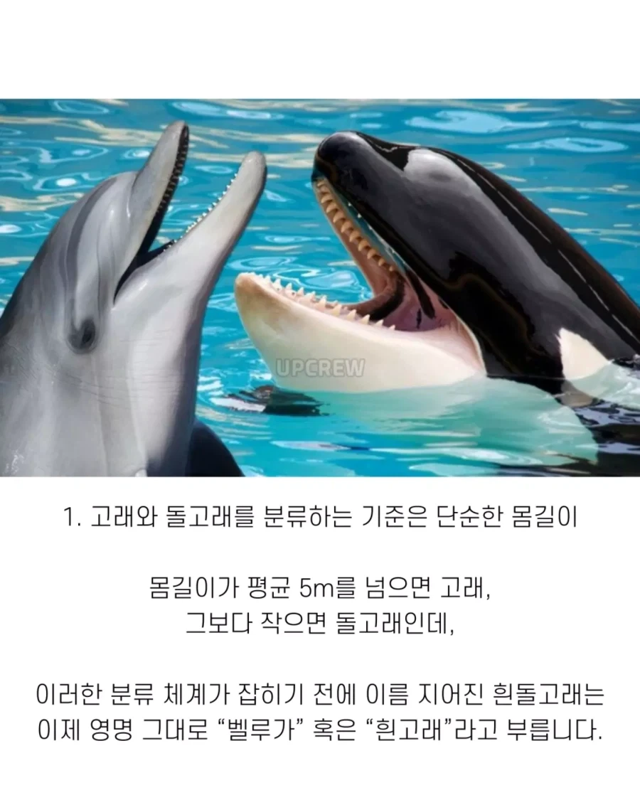 고래와 관련된 지식..._2.webp