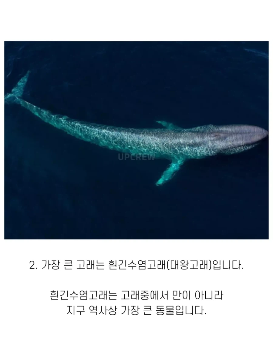 고래와 관련된 지식..._3.webp