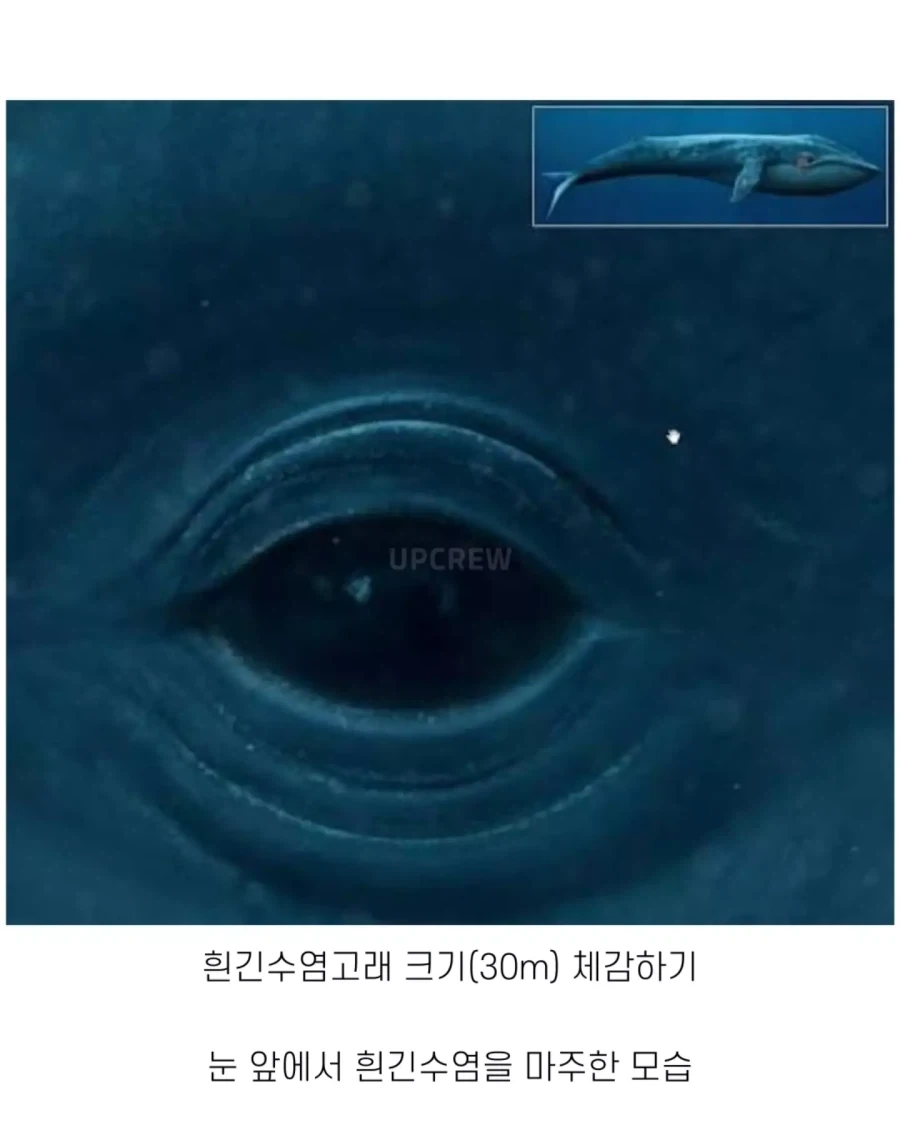 고래와 관련된 지식..._4.webp