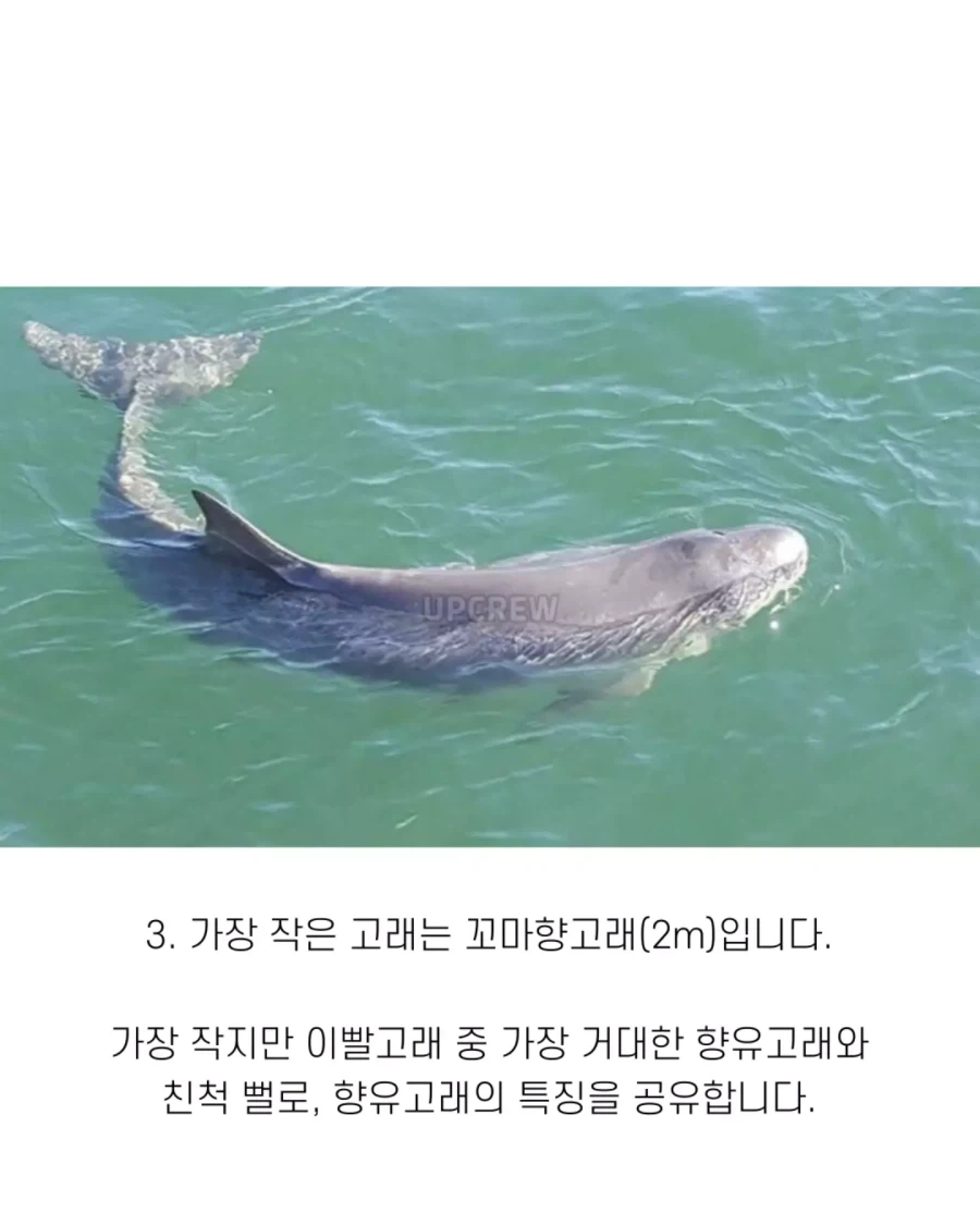 고래와 관련된 지식..._5.webp