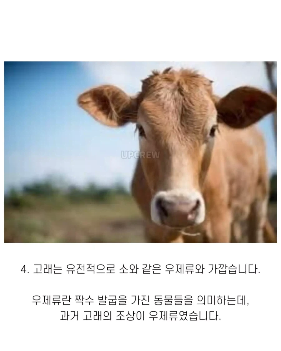 고래와 관련된 지식..._6.webp