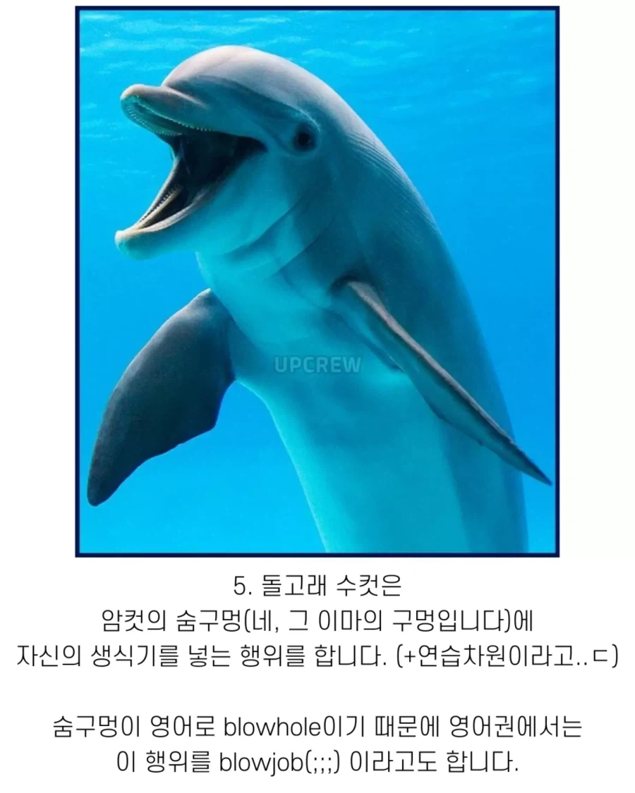고래와 관련된 지식..._7.webp