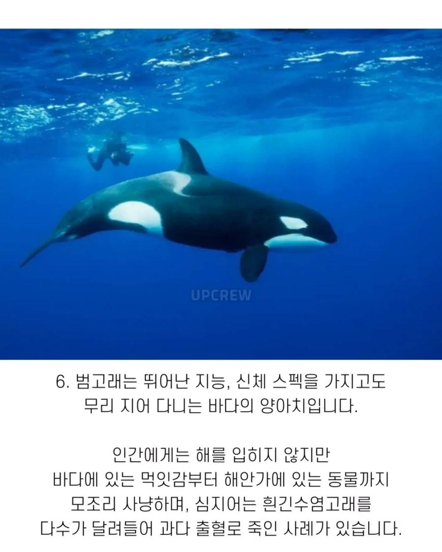 고래와 관련된 지식..._8.webp