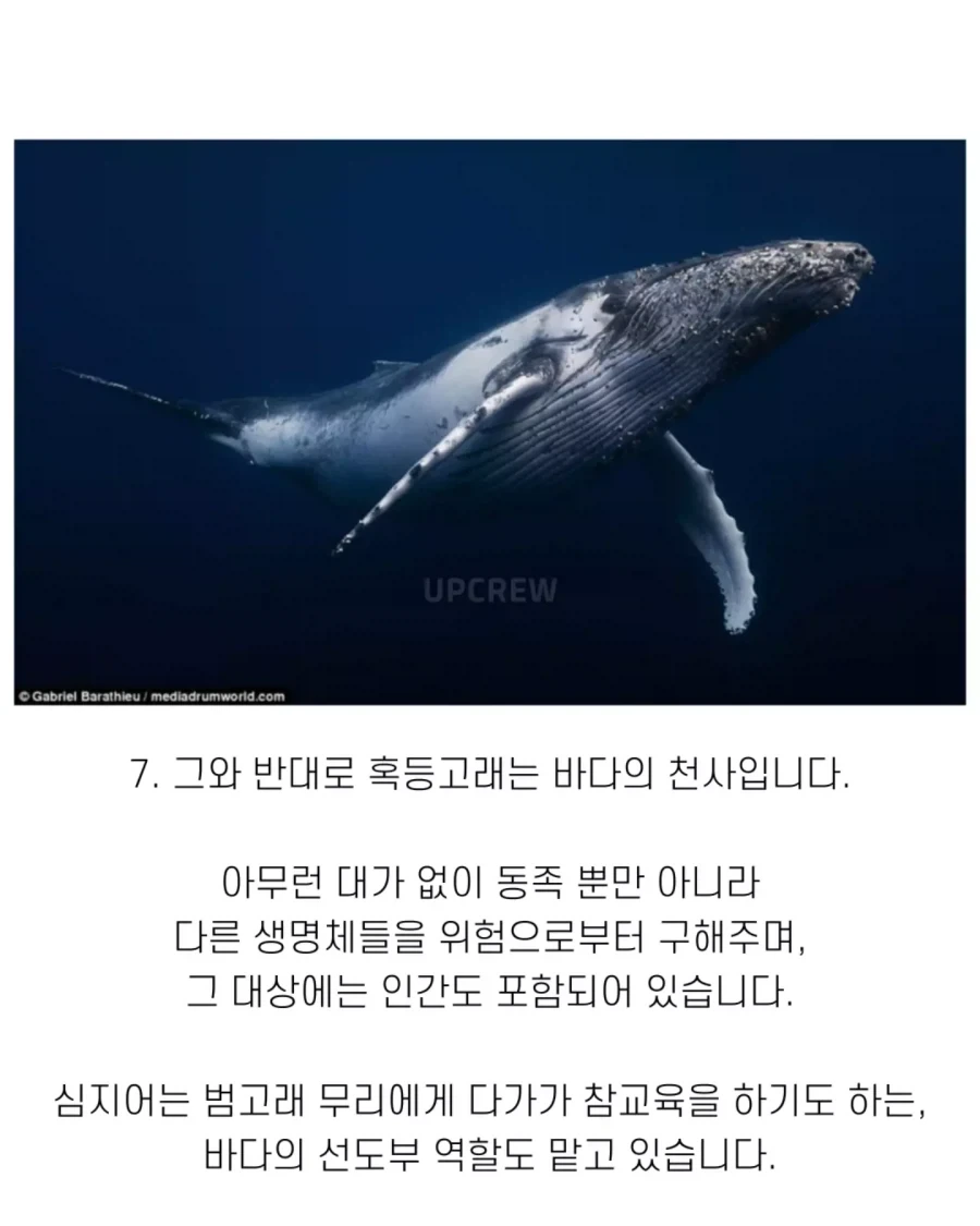 고래와 관련된 지식..._9.webp