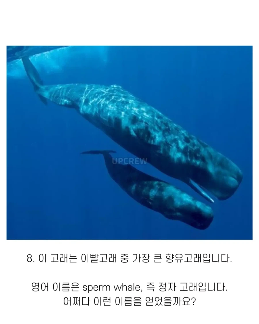 고래와 관련된 지식..._10.webp