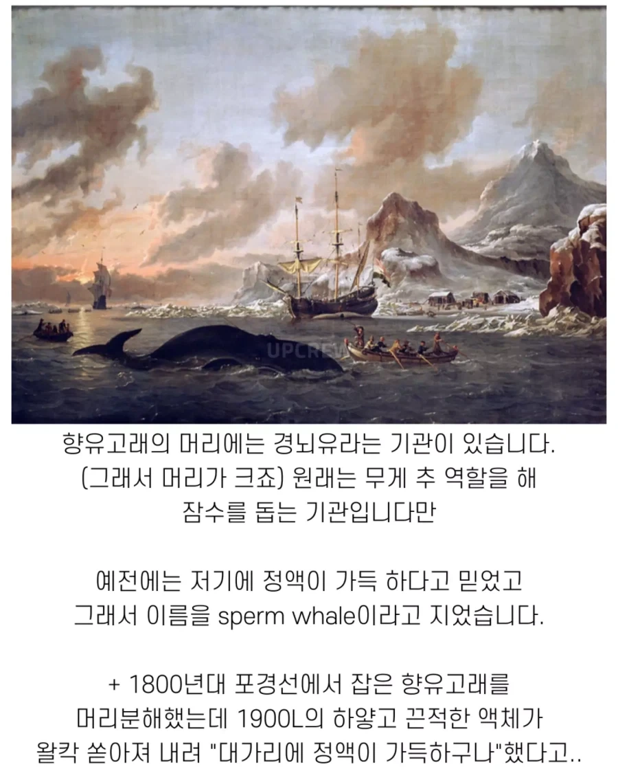 고래와 관련된 지식..._11.webp